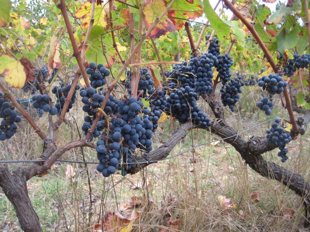 Quinta Do Mineiro-Serra Da Estrela Matanca Δωμάτιο φωτογραφία